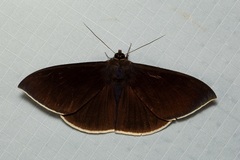 Lygniodes schoenbergi