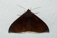 Lygniodes schoenbergi