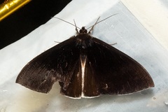 Lygniodes schoenbergi