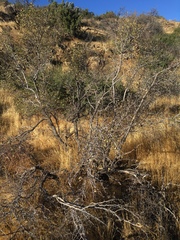 Pseudoziziphus parryi
