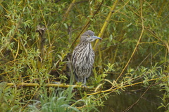 Nycticorax nycticorax obscurus