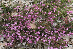 Boronia crenulata