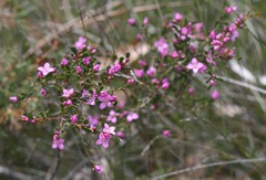 Boronia crenulata