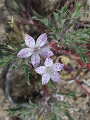 Langloisia setosissima