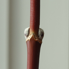 Acer negundo violaceum