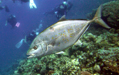 Flavocaranx bajad