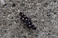 Bocchoris inspersalis