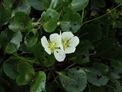 Ludwigia helminthorrhiza