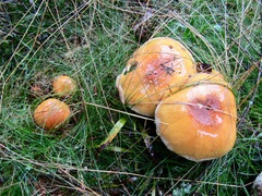Cortinarius claricolor