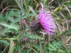 Cirsium nipponicum incomptum