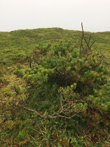 Pinus sylvestris observed 2017-09-04
