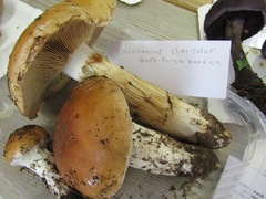 Cortinarius claricolor