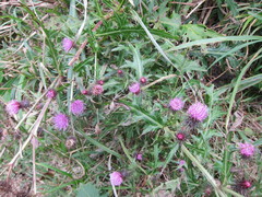Cirsium nipponicum incomptum