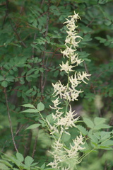 Aruncus