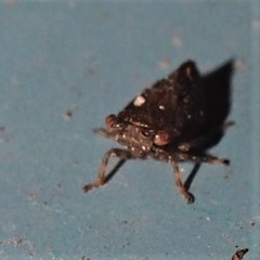 Megophthalminae