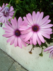 Calenduleae
