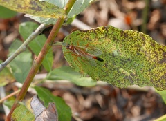 Opheltes glaucopterus
