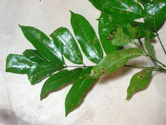 Protium heptaphyllum