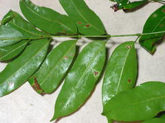 Protium heptaphyllum