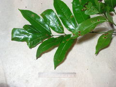 Protium heptaphyllum