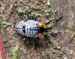 Cypherotylus vicinus