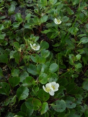 Ludwigia helminthorrhiza