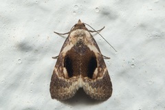 Meekistrotia bacchusi