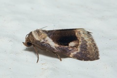 Meekistrotia bacchusi