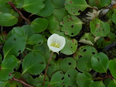 Ludwigia helminthorrhiza