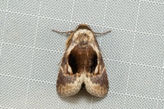 Meekistrotia bacchusi