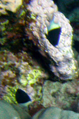 Pycnochromis dimidiatus