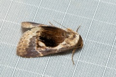 Meekistrotia bacchusi