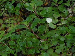 Ludwigia helminthorrhiza