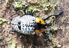 Cypherotylus vicinus