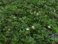 Ludwigia helminthorrhiza