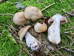 Cortinarius malachius