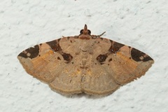 Papuacola albisigillata
