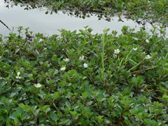 Ludwigia helminthorrhiza