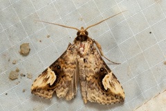 Pseudosphetta fissisigna