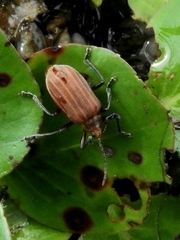 Iucetima acrocostata