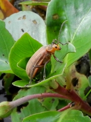 Iucetima acrocostata