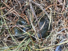 Suillus brevipes image