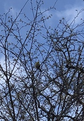 Cyanistes caeruleus