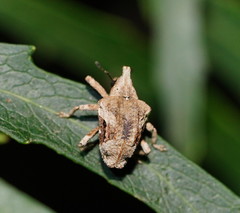 Oemethylus triangularis