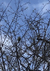 Cyanistes caeruleus