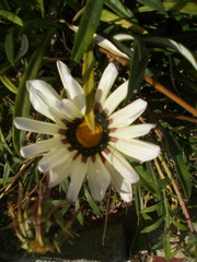 Asteraceae