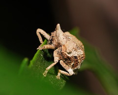 Oemethylus triangularis