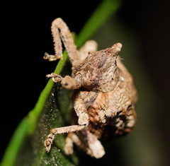 Oemethylus triangularis