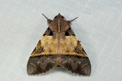 Serrodes