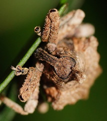 Oemethylus triangularis